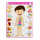 Extrokids wooden Internal organ of body-Puzzle board - EKW0183
