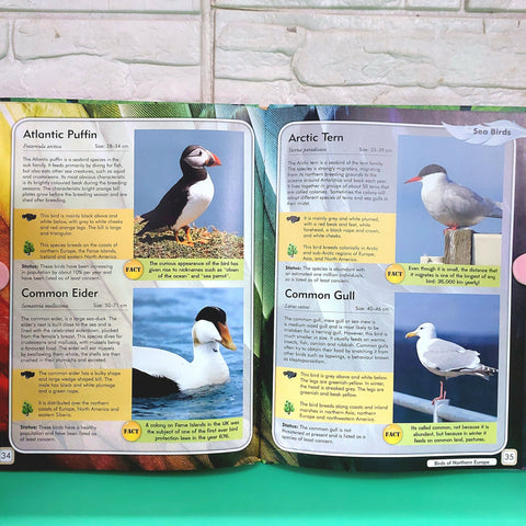 Birds A Pictorial Reference - BKLT50816