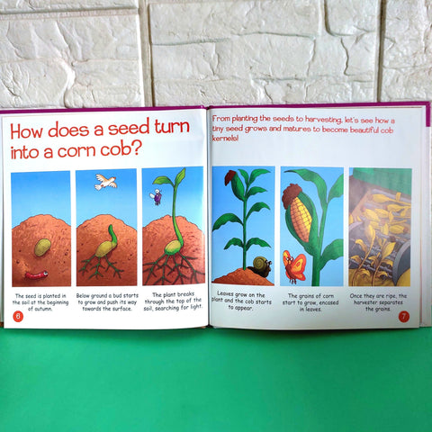Grain And Cereals - BKLT50923