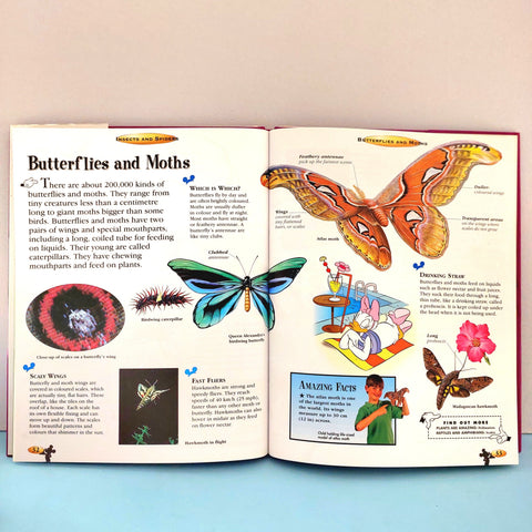 Insects And Spiders - BKLT50935