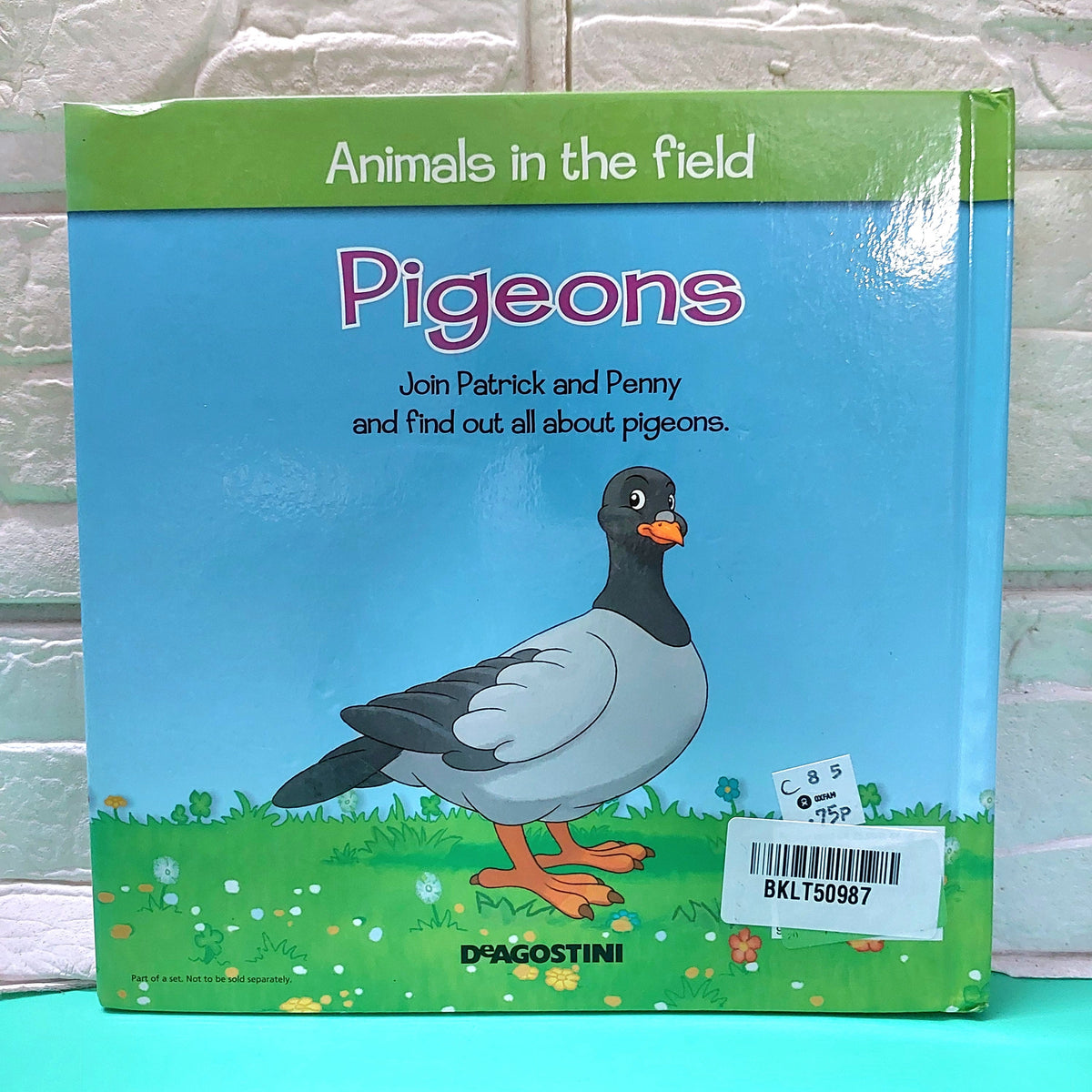 Pigeons - BKLT50987