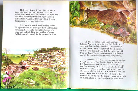 The Hedgechog - BKLT51151