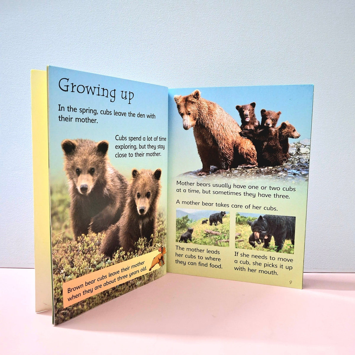 Bears - BKLT51397