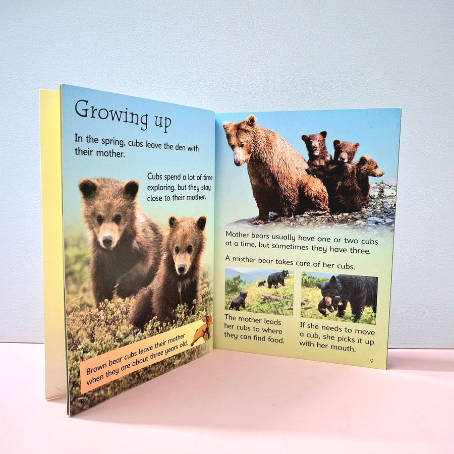 Bears - BKLT51397