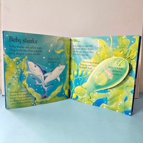 Lift The Flap Sharks - BKLT51522