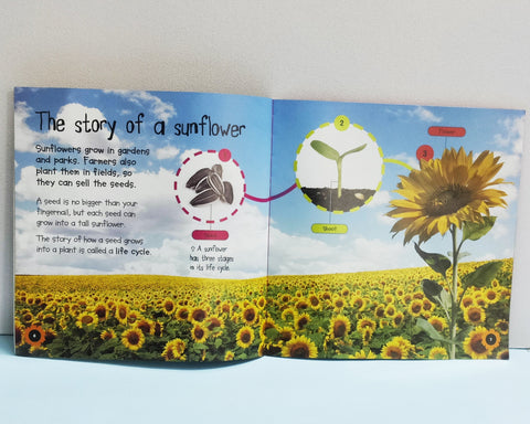 Seed To Sunflower - BKLT51601