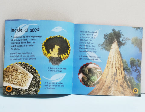 Seed To Sunflower - BKLT51601