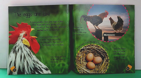 Egg To Chicken - BKLT52016