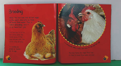 Egg To Chicken - BKLT52016