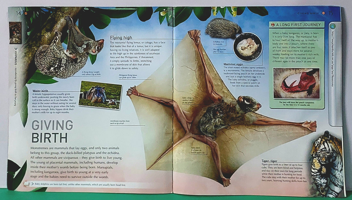 Animals - BKLT52056