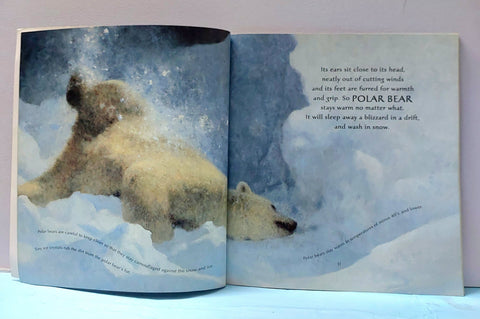 Ice Bear - BKLT52194