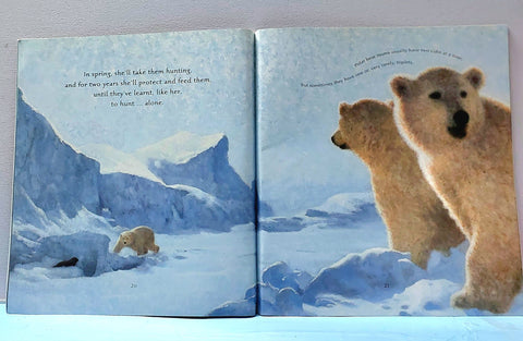 Ice Bear - BKLT52194