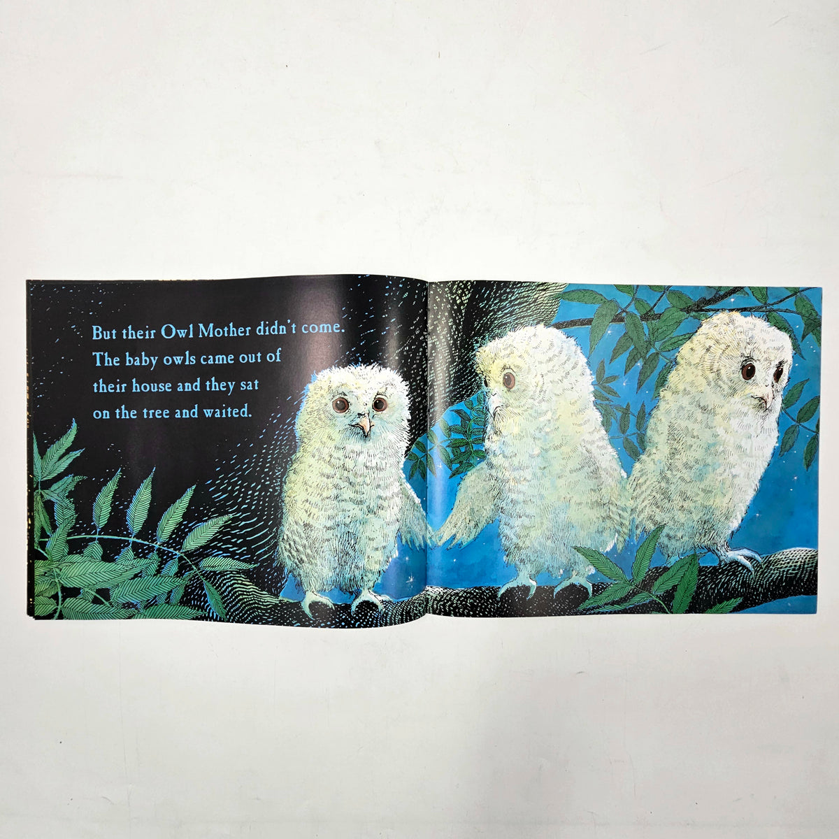 Owl Babies - BKLT60057
