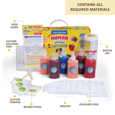 Human Organs Aqua Squish Kit for Kids 100% Safe & Non Toxic - EKT3665