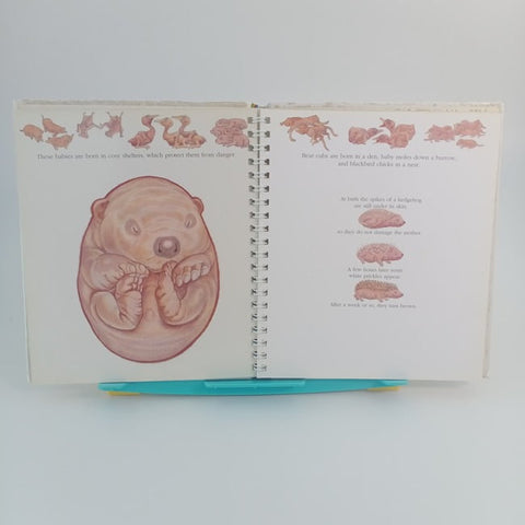 Being born -  BKLT30187