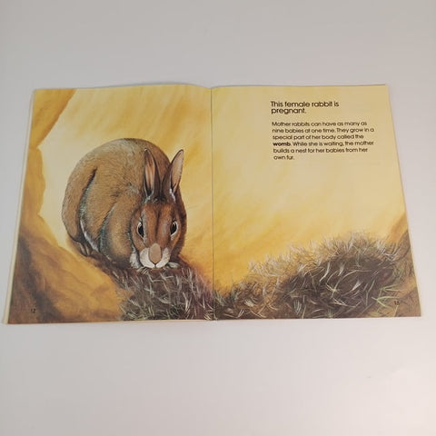 rabbits - BKLT30588