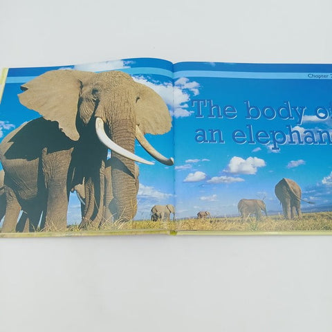 Elephant - BKLT30870