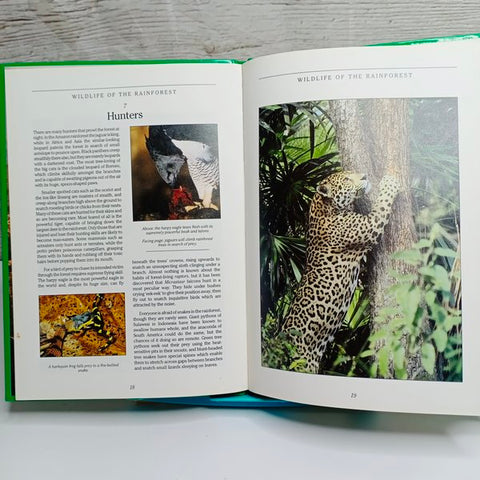 Wildlife Of The Rain Forest - BKLT41300