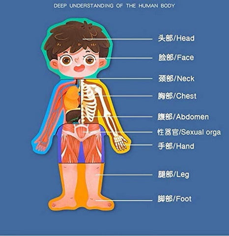 Extrokids Wooden Boy Body Structure jigsaw puzzle For Cognitive Safety Educational Toys - EKT1493