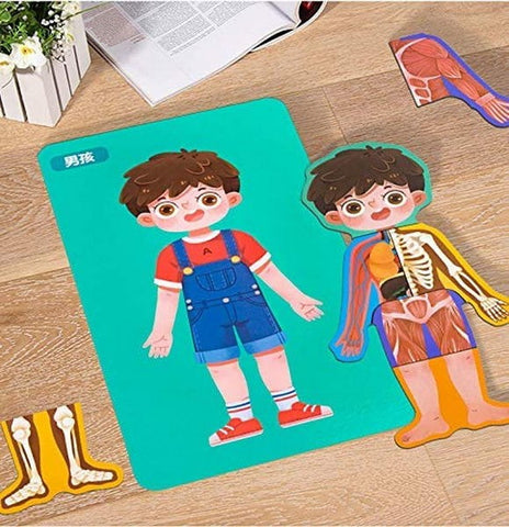 Extrokids Wooden Boy Body Structure jigsaw puzzle For Cognitive Safety Educational Toys - EKT1493