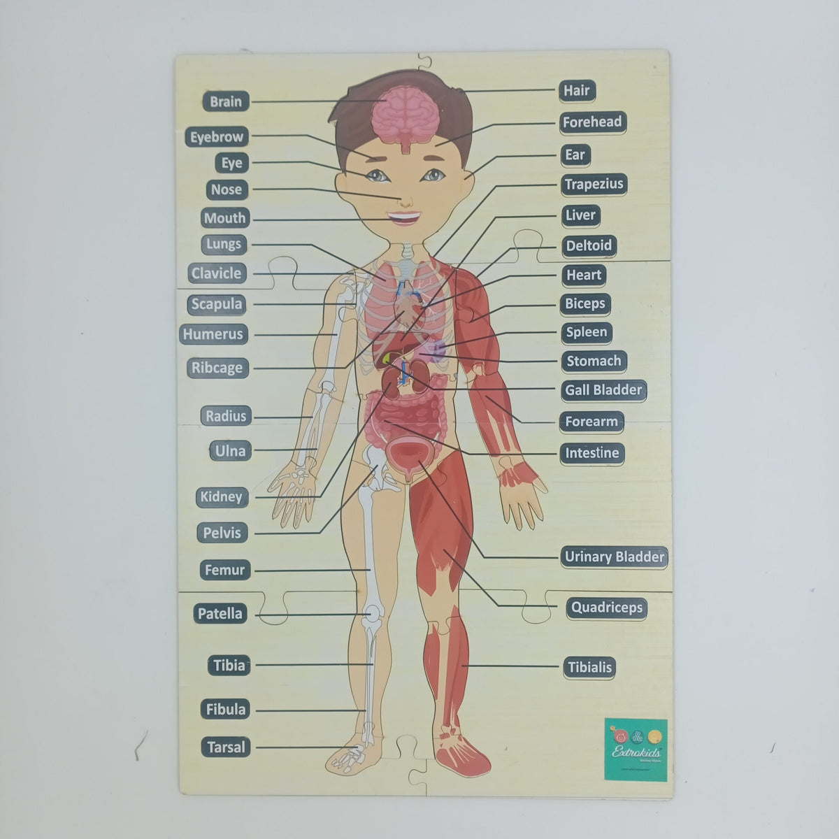 Extrokids Wooden human body puzzle board - EKT2532