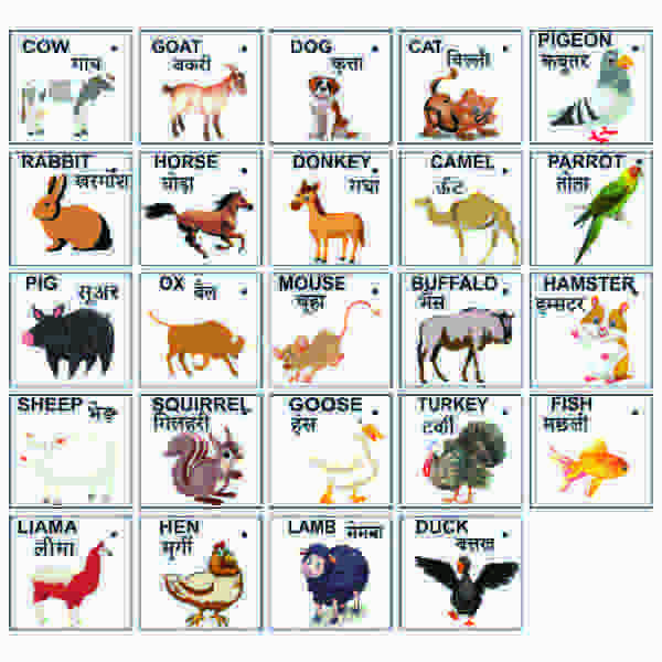 Extrokids Wooden Domestic Animals Flash Card- Set of 24 Cards - EKW0001D