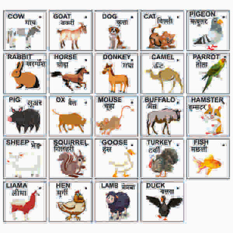 Extrokids Wooden Domestic Animals Flash Card- Set of 24 Cards - EKW0001D