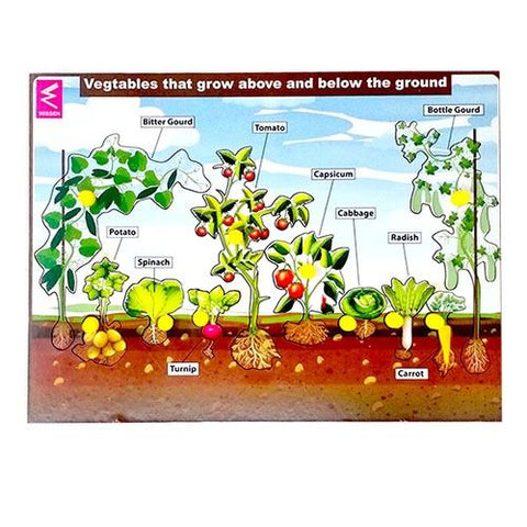 Vegetables that grow above and below the ground-12*9 iunch - EKW0109