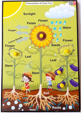 Wooden Photosynthesis and Parts of Plant learning Educational Knob Tray-12*9 inch - EKW0138