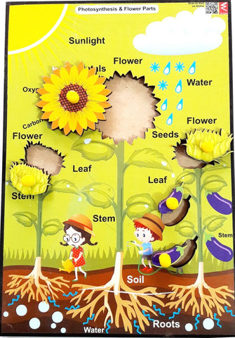 Wooden Photosynthesis and Parts of Plant learning Educational Knob Tray-12*9 inch - EKW0138