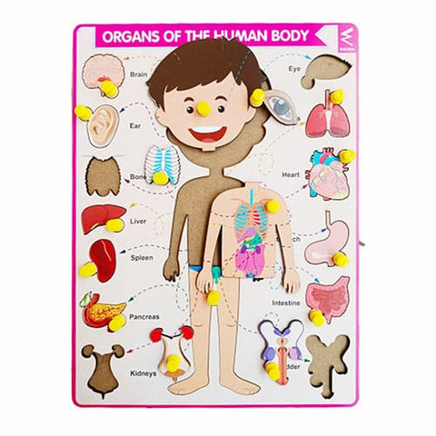 Extrokids wooden Internal organ of body-Puzzle board - EKW0183