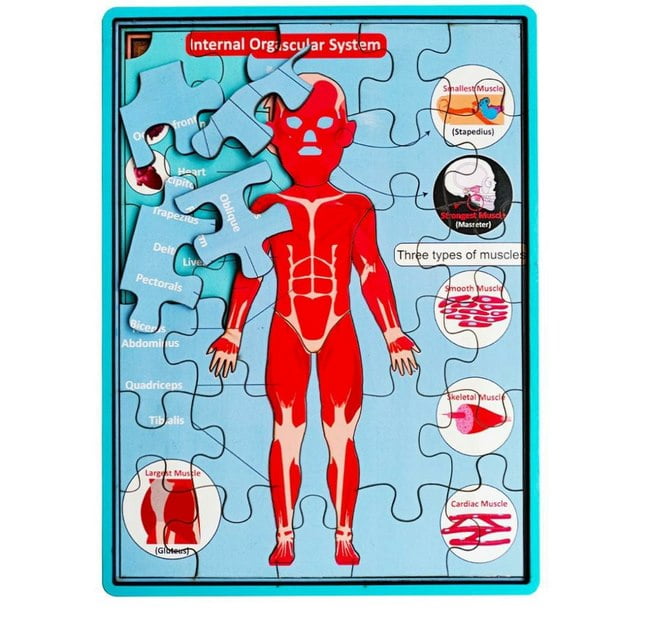 Extrokids wooden human anatomy body parts Layer puzzle - EKW0198
