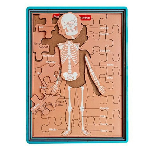 Extrokids wooden human anatomy body parts Layer puzzle - EKW0198