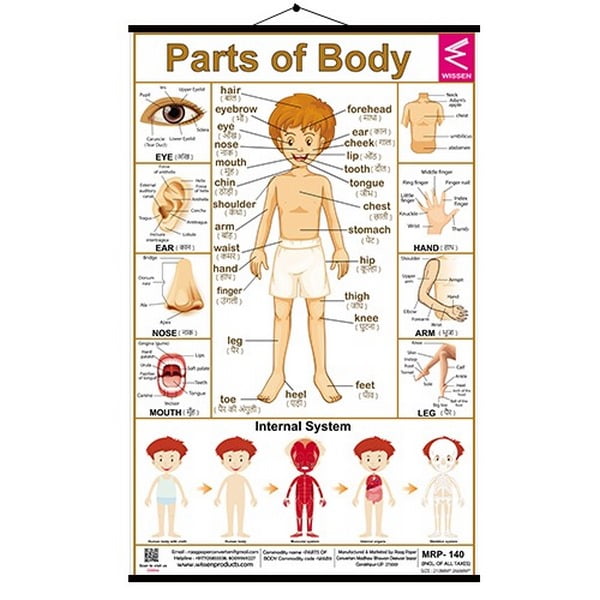 Wall Charts Small 37x50 Parts of body - EKW0225