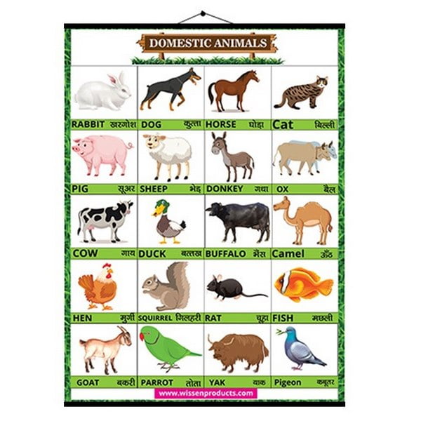 Wall Charts Small 37x50 Domestic animal - EKW0231