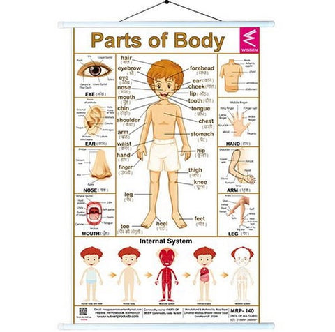 Wall Charts big 58x90 cm Parts of body - EKW0239