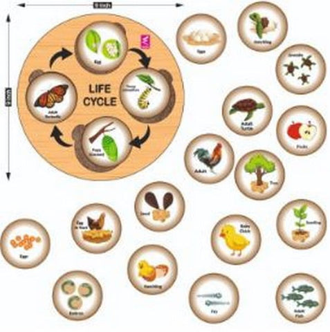 Life Cycle sorting montessori toy 5 in 1 - EKW0242