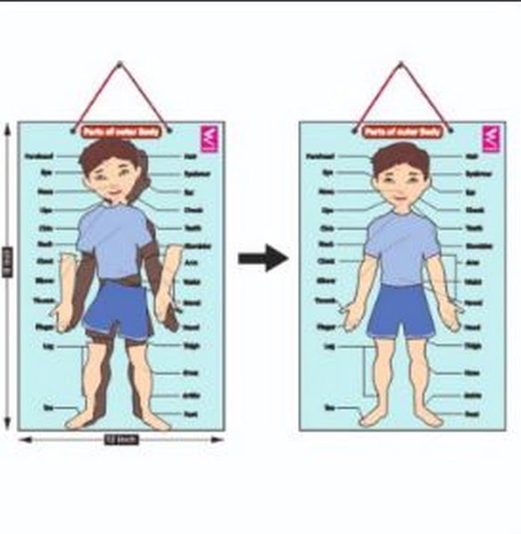 Body interactive wall chart - EKW0243 – Extrokids